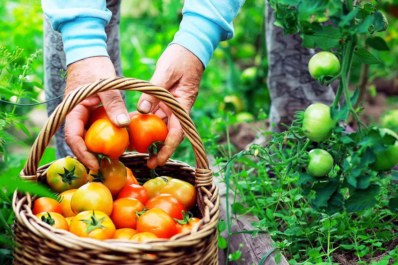 Produção de Vegetais